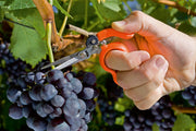 STOCKER Forbice anello vendemmia inox 20 – immagine 2